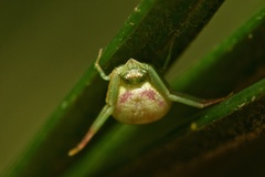 Misumenops rubrodecoratus