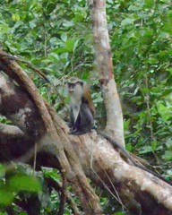 Cercopithecus mona