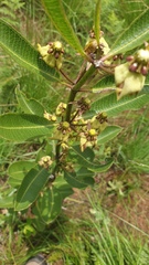 Pachycarpus asperifolius