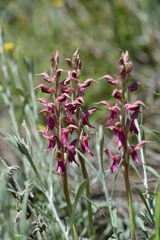 Anacamptis sancta