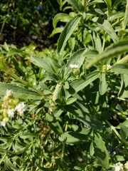 Stevia rebaudiana