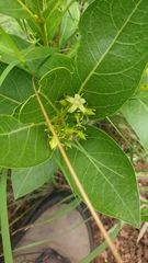 Vangueria venosa