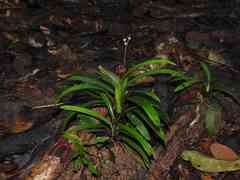 Bisboeckelera microcephala