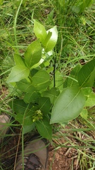 Vangueria venosa
