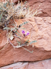 Astragalus zionis