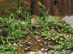 Sicalis flaveola flaveola
