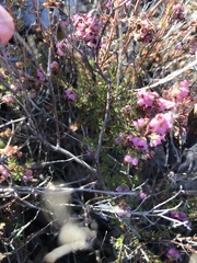 Erica turgida