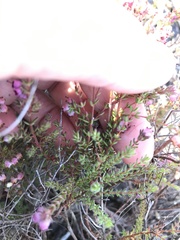 Erica turgida