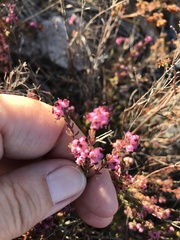 Erica turgida