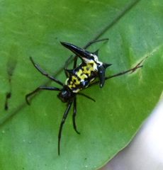 Micrathena raimondi