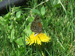 Argyrophorus argenteus