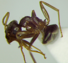 Lasius alienus
