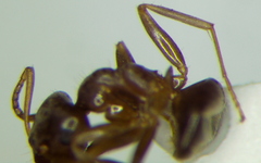 Lasius alienus