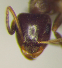 Lasius alienus