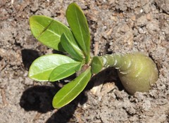Adenium obesum