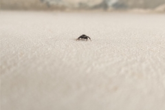 Hasarius adansoni