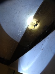 Nephilingis cruentata