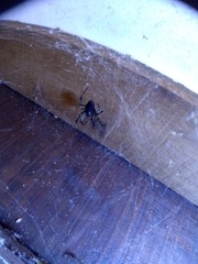 Nephilingis cruentata