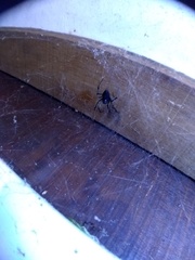 Nephilingis cruentata