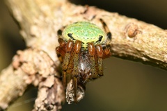 Neoscona rufipalpis