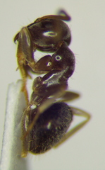 Lasius alienus