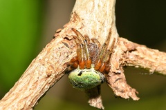 Neoscona rufipalpis
