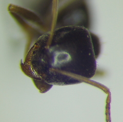 Lasius alienus