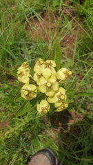 Pachycarpus asperifolius