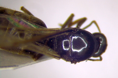 Lasius alienus