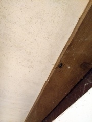 Nephilingis cruentata