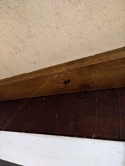 Nephilingis cruentata