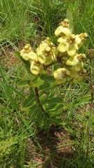 Pachycarpus asperifolius