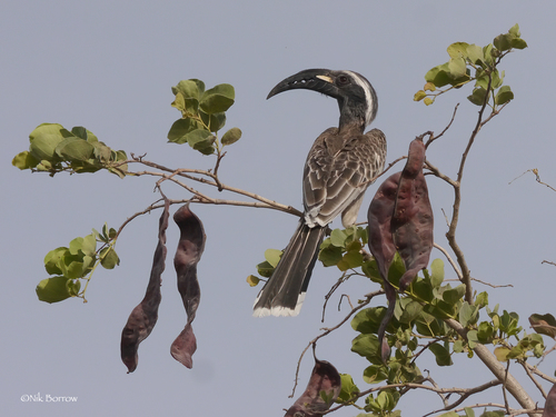 Lophoceros nasutus nasutus
