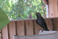Corvus monedula