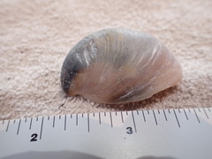 Crepidula onyx