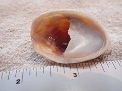 Crepidula onyx