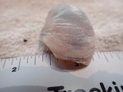 Crepidula onyx