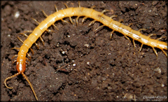 Geophilus flavus