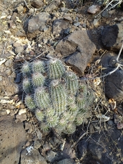 Echinocereus stolonifer tayopensis