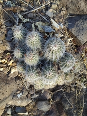 Echinocereus stolonifer tayopensis