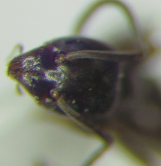 Tapinoma erraticum