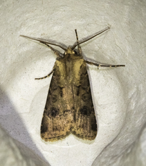 Agrotis clavis