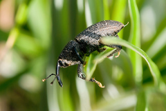 Homalinotus coriaceus