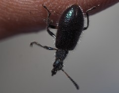 Lagria cyanea