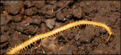 Geophilus flavus
