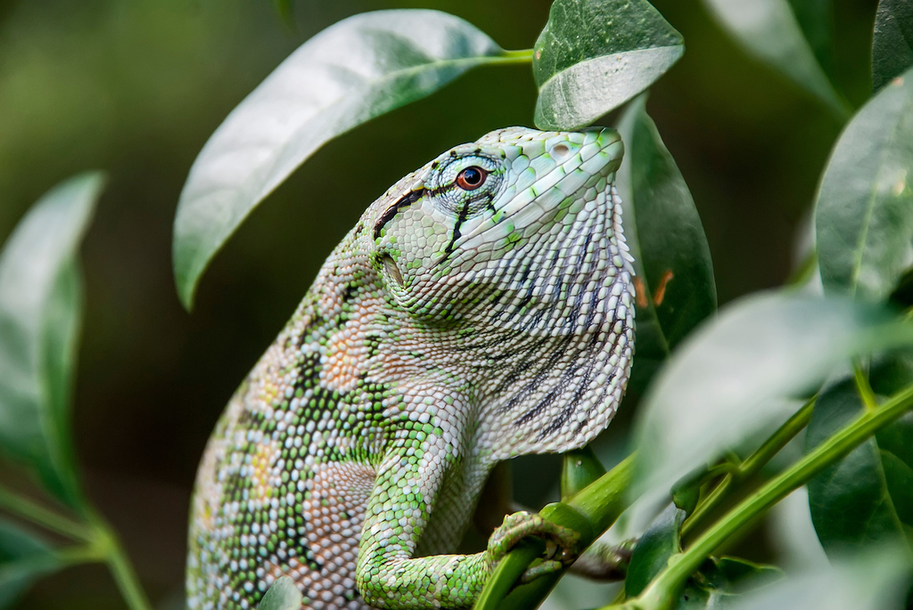 Monkey Lizards