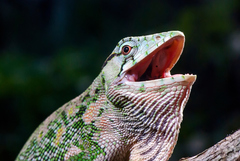 Polychrus marmoratus