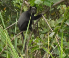 Cercopithecus mitis mitis