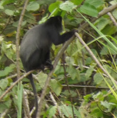 Cercopithecus mitis mitis