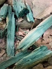 Chlorociboriaceae